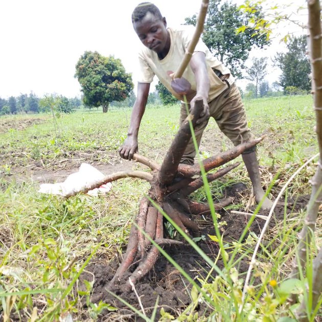 Rutshuru : le CEDERU-Kibututu accompagne les agriculteurs de Kiwanja dans la culture du manioc