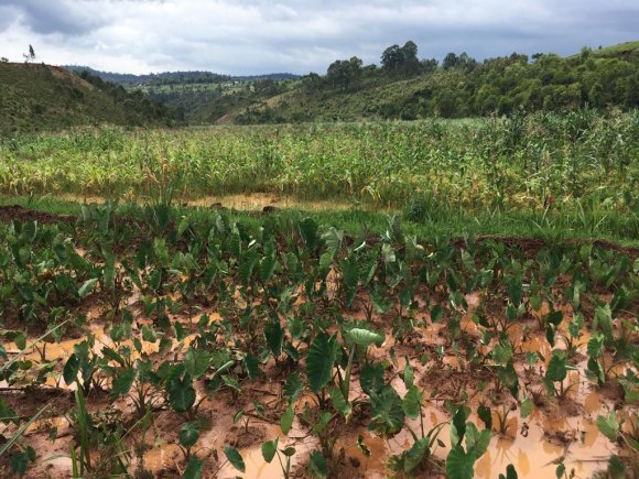 Sud-Kivu : le changement climatique bouleverse le calendrier agricole et menace les écosystèmes forestiers