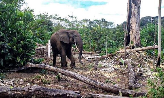 Rutshuru : les incursions d’éléphants du parc des Virunga détruisent les champs autour de Nyamilima, les agriculteurs tirent la sonnette d’alarme