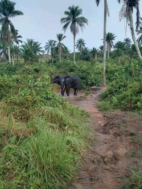 Kasaï-Central : un éléphant en divagation tue un jeune homme à Mikalayi, la population lance un SOS