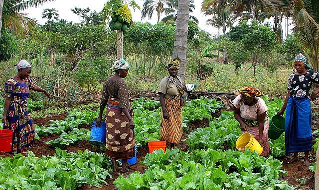 Sud-Kivu : les femmes rurales de Kabare célèbrent leur journée par la plantation d’arbres