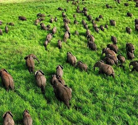 RDC : le Parc national de la Garamba retiré de la liste du patrimoine mondial en péril après 30 ans