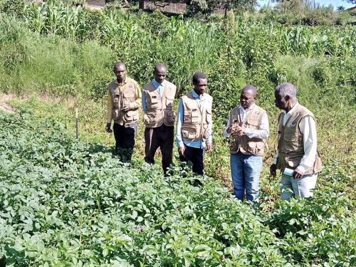 Lubero : à Magheria, ancien grenier du Grand Nord, la production chute et les agriculteurs pointent leurs mauvaises pratiques