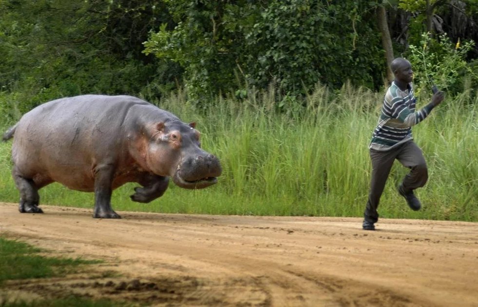 Rutshuru : un pêcheur grièvement blessé par un hippopotame sur les eaux du lac Édouard