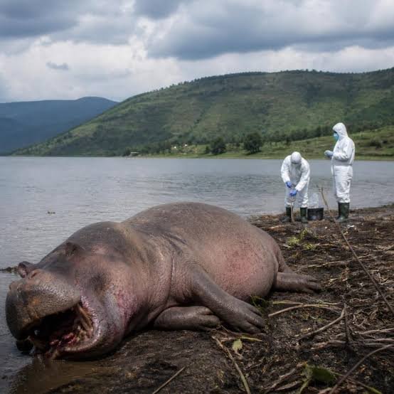 Nord-Kivu : alerte à l’anthrax à Kibirizi après la découverte d’un hippopotame mort dans le parc des Virunga