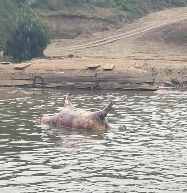 Beni : l'ICCN appelle les populations riveraines de la Semuliki à ne pas toucher les carcasses d'hippopotames découvertes dans la zone