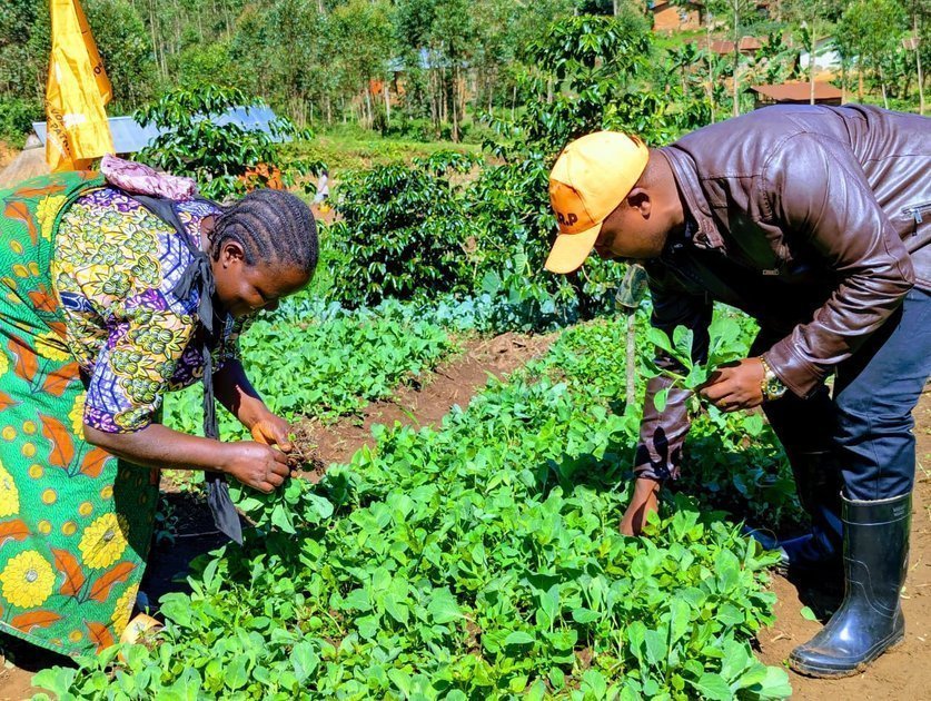 Butembo : lutte contre la famine et la malnutrition au sein de la communauté, le ministère de l’Agriculture distribue des plantules à Malende