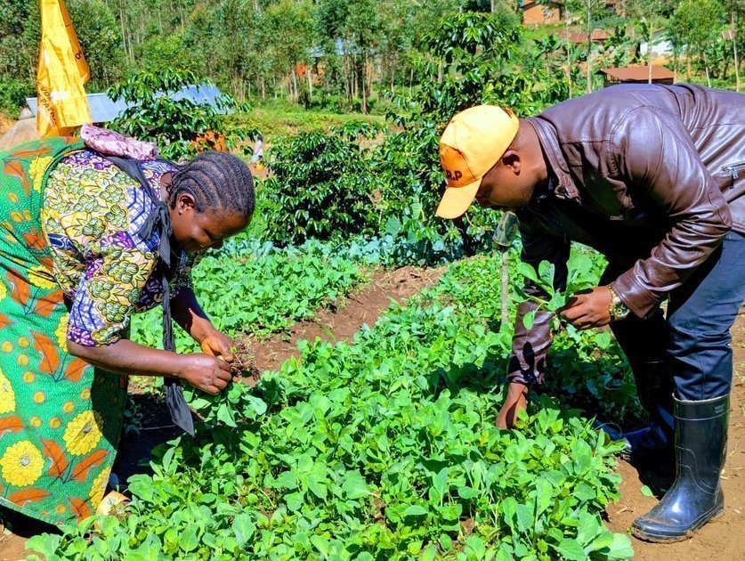 Butembo : lancement d’une vaste distribution de plantules pour soutenir la révolution agricole agressive du ministère de l'agriculture
