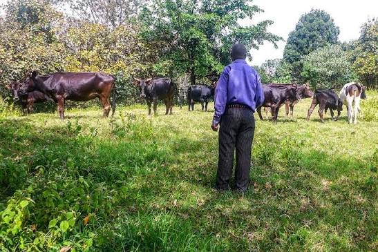 Walungu : à Kamaniola, les agriculteurs tirent la sonnette d'alarme face aux ravages causés par des vaches venues de la Ruzizi