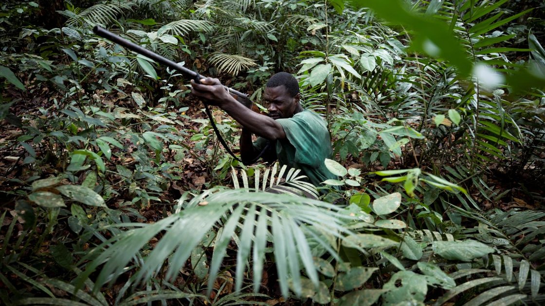 Maniema : la chasse rouvre après trois mois de fermeture, le gouvernement provincial appelle au respect des règles de conservation