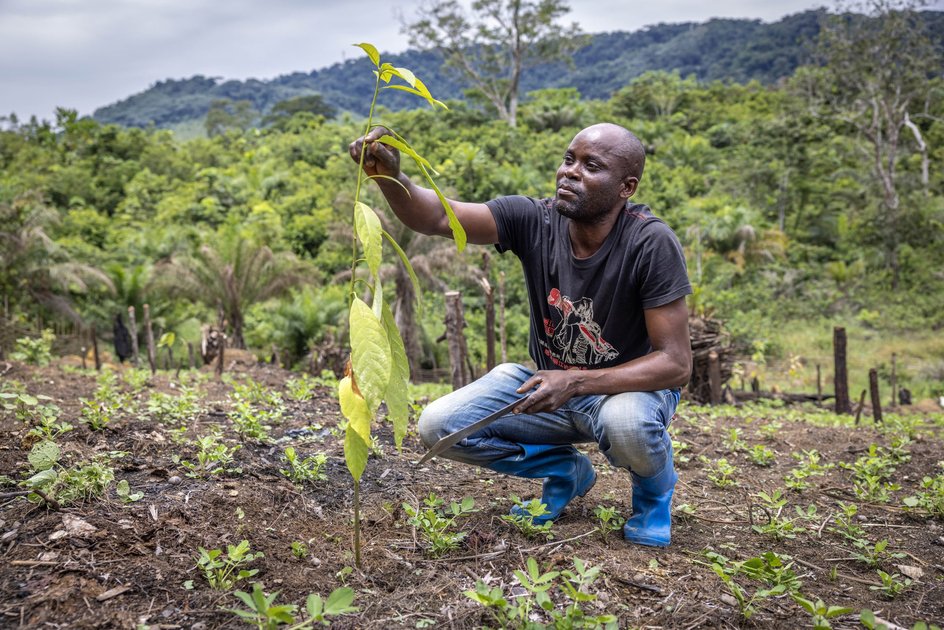 Nord-Kivu : l'ONG ASOJED mise sur l'agroforesterie pour redonner vie aux terres agricoles à Kanyabayonga