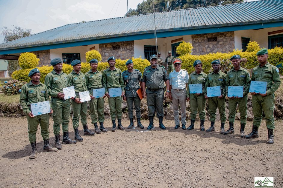 Sud-Kivu : le Parc national de Kahuzi-Biega appelle à la restauration des habitats pour mieux protéger les gorilles de Grauer