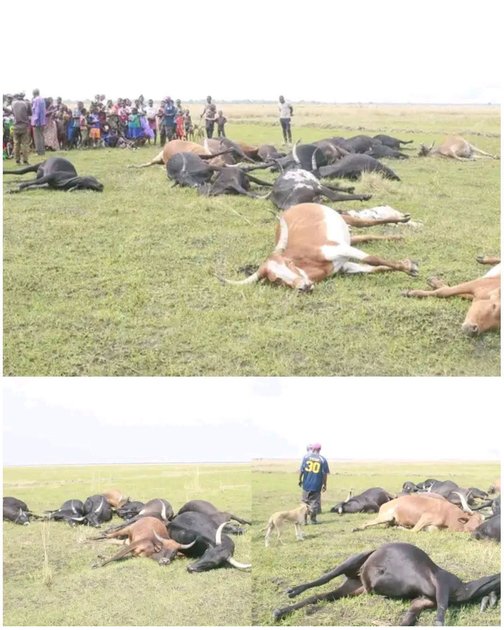 Sud-Kivu : 182 chèvres mortes de la peste des petits ruminants en trois mois à Idjwi