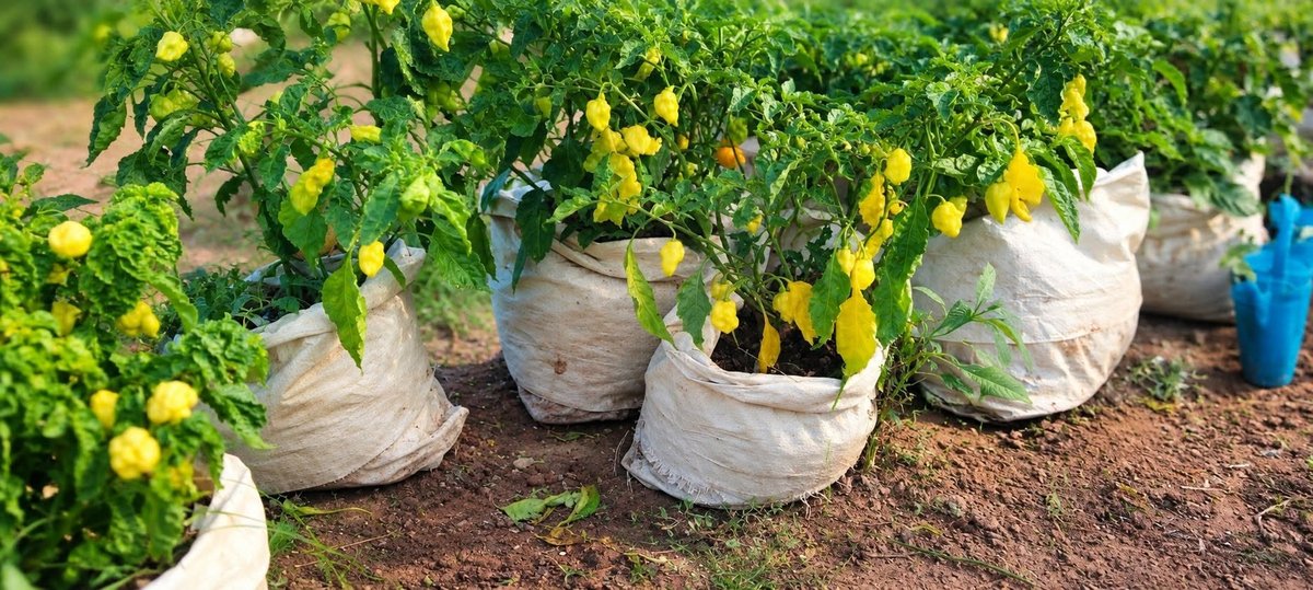 Butembo : entre préférence alimentaire et préoccupations sanitaires, le piment divise les consommateurs