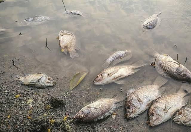 Haut-Katanga : des milliers de silures retrouvés morts dans la rivière Lubumbashi, leur consommation déconseillée pour de raisons sanitaires