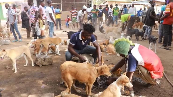 Kasaï-Oriental : une alerte à la rage canine à Katanda après plusieurs décès, les autorités renforcent la riposte sanitaire