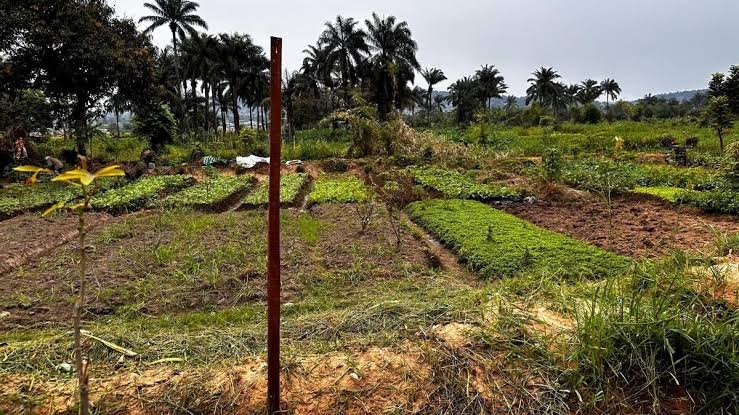 Nord-Kivu : à Nyamilima, la sécheresse persiste et l'espoir des agriculteurs rechute, la crainte d'une famine grandit