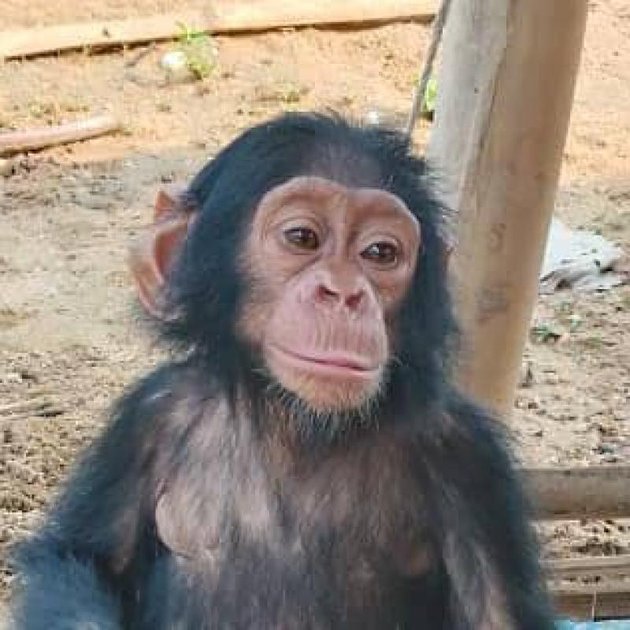 Kisangani : l’ICCN dénonce l’abattage du singe « Manu », pensionnaire emblématique du Jardin Zoologique et Botanique