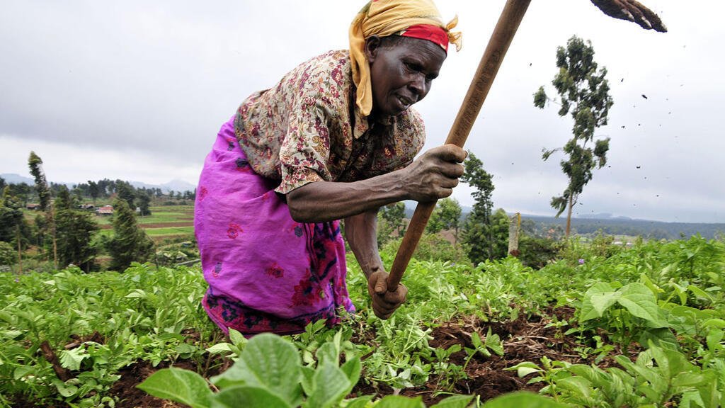 Kyondo : la sécheresse perturbe la production agricole et provoque une rareté des légumes sur les marchés