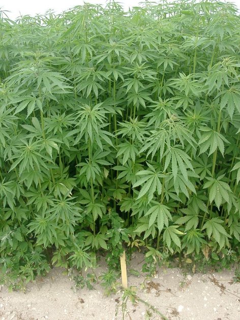 BUTEMBO : la culture du cannabis autorisée, des acteurs religieux et scientifiques appellent à éviter son usage comme drogue