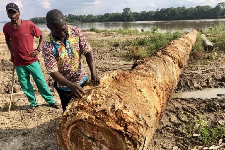 Tshopo : une ONG accuse FODECO d'exploitation forestière illégale à Basoko et exige la suspension de ses activités