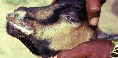 Sud-Kivu : Une épizootie de peste bovine tue plus de 200 bêtes à Walungu