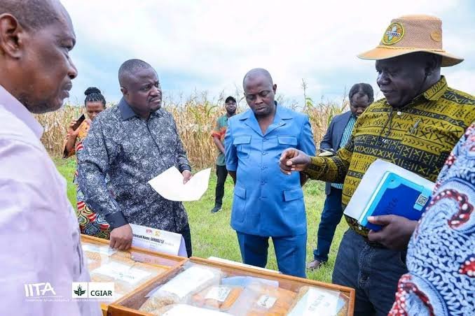 Lomami au cœur de la relance agricole : les semences améliorées ont été distribuées grâce à la mécanisation et formation au programme du partenariat RDC–IITA