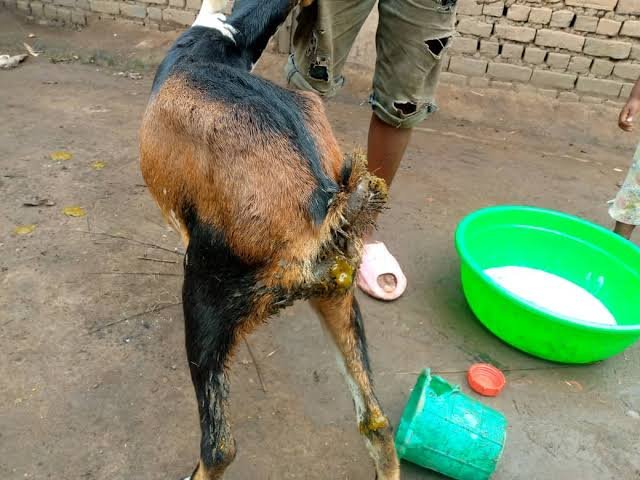 Sud-Kivu : à Idjwi, une maladie apparentée à la peste des petits ruminants décime les chèvres à Bunyakiri